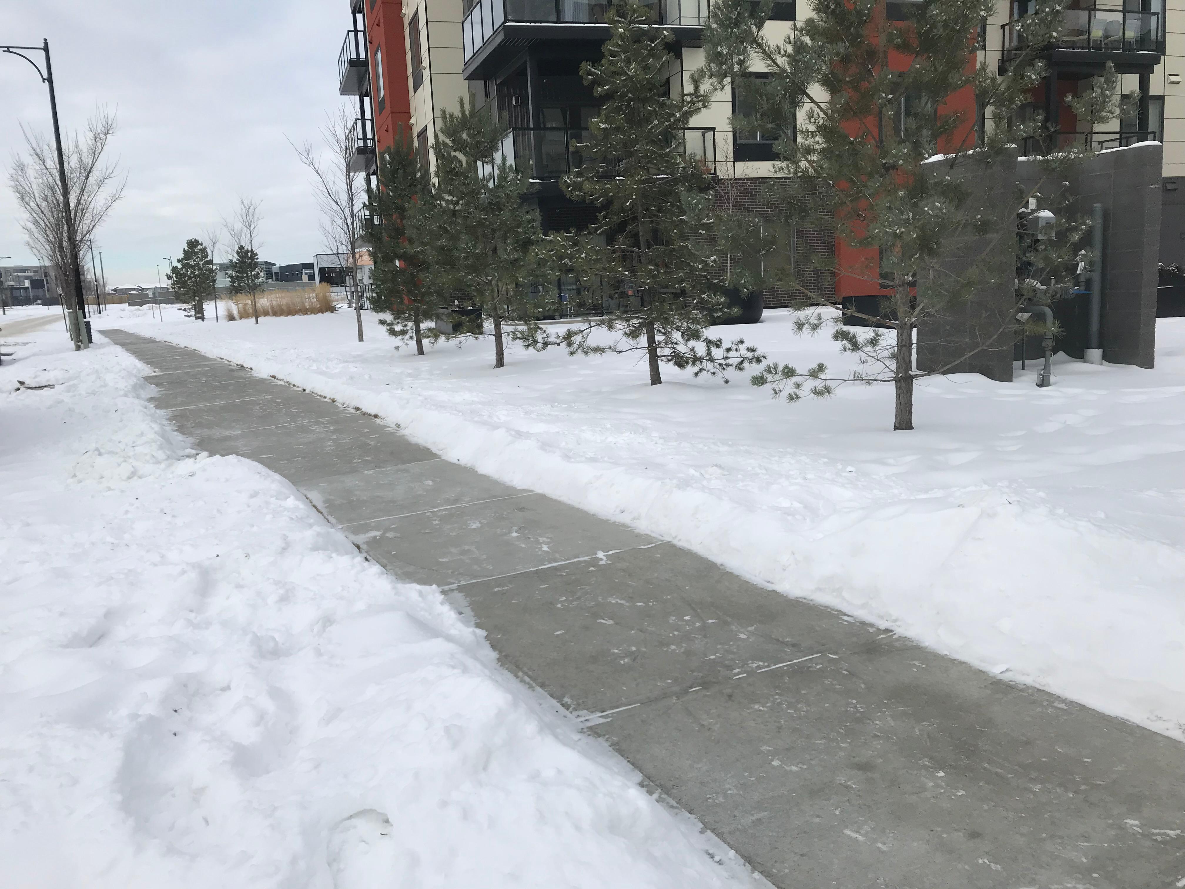 Cleared walkway beside apartment building and pine trees in heavy snow cover
